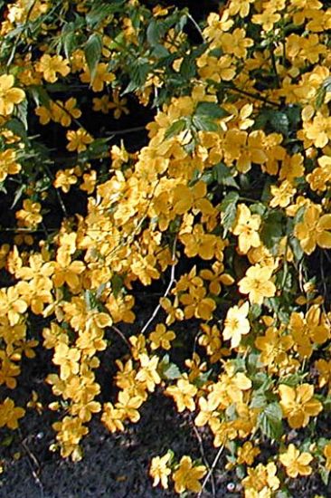 Kerria du japon floraine abondante au printemps jaune vif